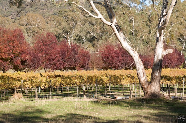 AustraliaAdelaide 10  171